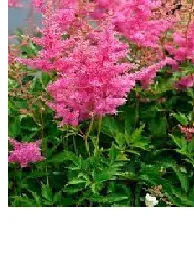 Flori de gradina perene ASTILBE x × arendsii Anita Pfeifer , culoare roz ghivece de 4litri