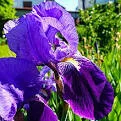 Flori perene de gradina Iris Germanica la ghiveci cu diam de 14 cm