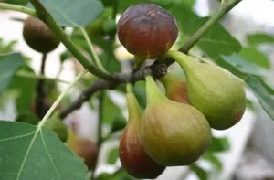 Pomi fructiferi Smochin Ficus Carica soiul Bagladi in ghiveci de 3l, 20-30cm