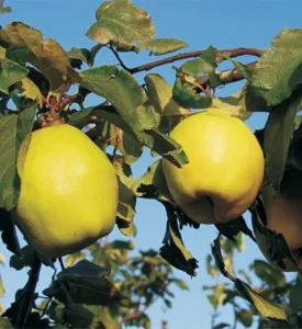 Pomi fructiferi gutui Bereczki, in ghiveci de 5l