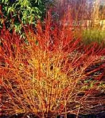 Arbusti foiosi de gradina CORNUS SANGUINEA MIDWINTER FIRE la ghiveci 3 litri, h=60-80 cm