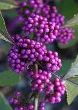 Arbusti de gradina cu boabe violet Calicarpa  bodinieri Autumn Glory la ghiveci de 3 litri h 50-60 cm