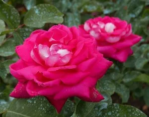 Trandafiri de gradina Acapella AKA Charlies Rose in ghivece de 3 litri
