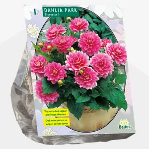 Bulbi de flori de gradina Dahlia Park Bluesette (dalia), 1 radacina / pachet