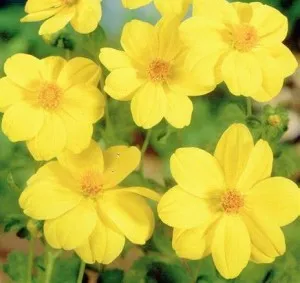 Bulbi de flori de gradina Dahlia Park Mignon Yellow Sneezy  (dalia), 1 radacina / pachet. Poza 16832