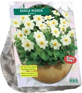 Bulbi de flori de gradina Dahlia Mignon Sneezy  (dalia), 1 radacina / pachet