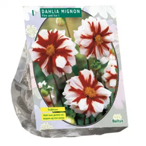 Bulbi de flori de gradina Dahlia Mignon Fire & Ice  (dalia), 1 radacina / pachet. Poza 16838