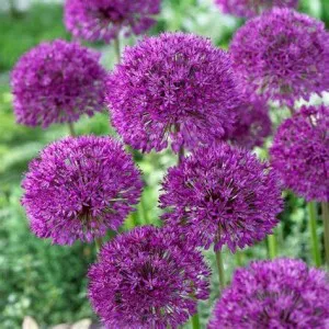 Allium Aflatunense Purple Sensation 5 bulbi /ghiveci