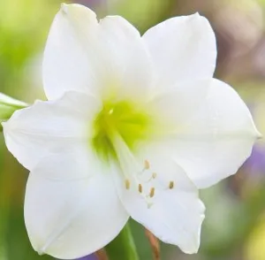 Amaryllis White 1 bulb/ghiveci, culoare alb - crin de camera