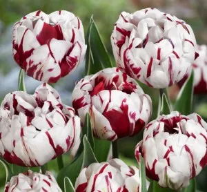 Bulbi de lalele Duble tarzii, CARNAVAL DE NICE  flori duble, alb cu rosu, 5 bulbi/ghiveci