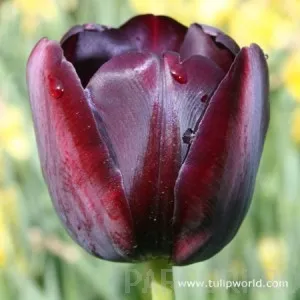 Lalele Queen of Night, 5 bulbi/ghiveci de 17 cm diametru, culoare violet-negru