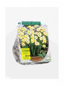 Narcise Mini Minnow 10 bulbi/ ghiveci de 17 cm diametru, floare crem cu galben