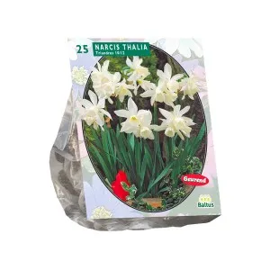 Narcise NARCIS MINI THALIA  10 bulbi/ ghiveci de 17 cm diametru, floare alba Poza 14699