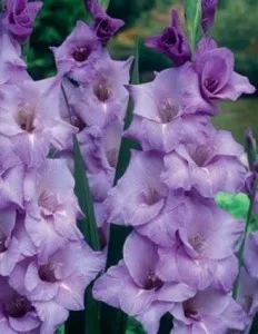 Bulbi flori perene Gladiole Blue Tropic, 7 buc/pachet