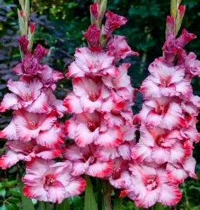 Bulbi flori perene Gladiole Teds Trump, 7 buc/pachet
