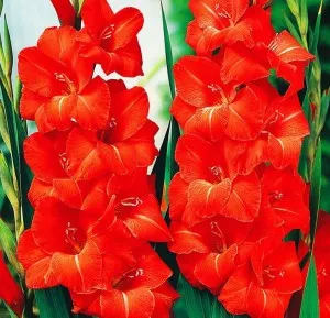 Bulbi flori perene Gladiole Victor Borge, 8 buc/pachet