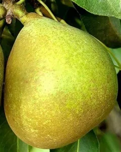 Pomi fructiferi altoiti Par  Bergamote Aurii in ghiveci de 5l