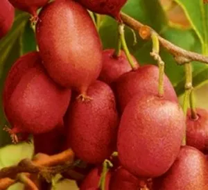Arbusti fructiferi kiwi Actinidia arguta Hardy Red, ghiveci 2l