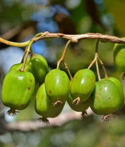 Arbusti fructiferi kiwi Actinidia arguta Issai, ghiveci 2l