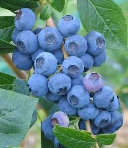 Arbusti fructiferi, afin, Vaccinum corymbosum, soiul Bonus, la  ghiveci 4l, h=40-60cm ramificat)