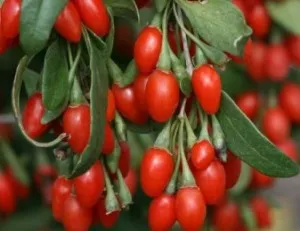 Arbusti fructiferi Goji, Lycium barbarum New Big, ghiveci 2,6l