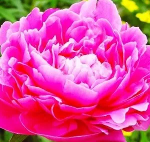 Flori perene Bujor Paeonia pink supreme la ghiveci de 3 litri