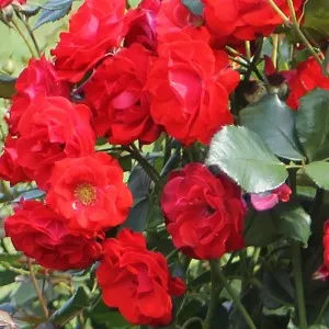 Tradafir grupa Floribunda, trandafir de colectie Montana, culoare rosie, cu radacina ambalata