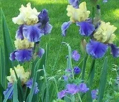 Flori perene de gradina Iris Germanica Blue Edith Wolford la ghiveci de 3 litri