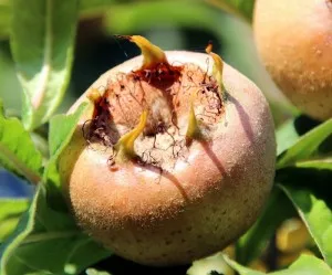 Pomi fructiferi cu radacina ambalata, Mespilus germanica - Mosmon Uriasa de Olanda, ghiveci 5 litri