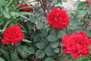 Trandafiri de gradina Belle de Regnie in ghiveci de 3 litri