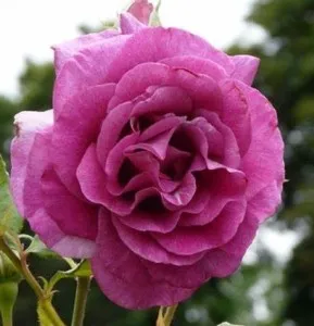 Trandafiri la ghiveci Violette Parfumee in ghiveci de 3 litri
