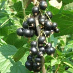 Arbusti fructiferi coacaz negru soiul Titania cu radacina ambalata