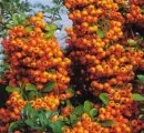 Arbusti decorativi prin frunze sau fructe (bobite)