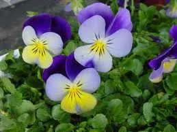 Flori de gradina bienale Viola mini / Panselute miniaturale Flori la ghivece de 9 cm