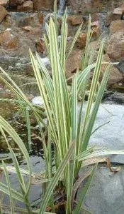 Ierburi graminee Glyceria maxima Variegata ghiveci 3-4 litri