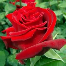 Trandafiri de gradina cu radacina ambalata Dame de Coeur