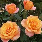 Trandafiri de gradina Monika cu radacini in ghivece de 3 litri