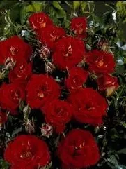 Trandafiri pitici de gradina soiul  Rubinia , in ghiveci de 15 cm diam
