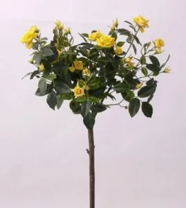 Trandafiri de gradina galben  pe trunchi la ghiveci, h=1,2-1,4 m