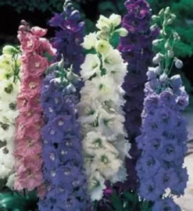 Flori de gradina perene Delphinium grandiflorum (nemtisorul de camp), mix de soiuri
