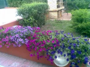 Plante de balcon petunii curgatoare culori mixte (Petunia hybrida pendula)