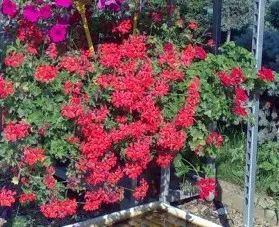 Plante de balcon muscate curgatoare rosii cu floare simpla Pelargonium peltatum Cascade ghiveci 12cm