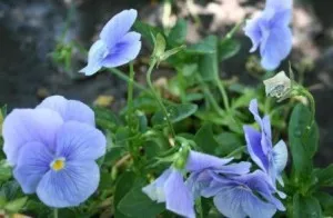 Flori de gradina bienale Viola mini blue / Panselute miniaturale Flori la ghivece de 9 cm