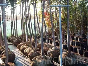 Plantare arbori si arbusti mari in ghivece de 50 litri