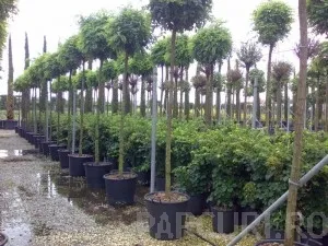 Plantari copaci, arbori si arbusti mari in containere de 70 litri