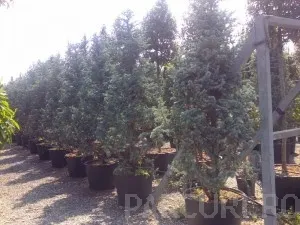 Plantare arbori, arbusti si copaci in containere de 90 litri