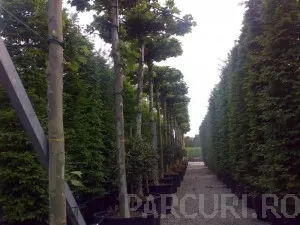 Plantare arbori, copaci mari cu radacina in balot de pamant sau in containere de 150 litri