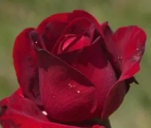 Trandafiri de gradina Ingrid Bergman tufe cu radacini in ghivece de 3 litri