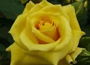Trandafiri de gradina parfumati cu radacina ambalata soiul Friesia KORDES