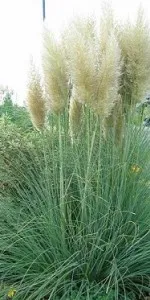Ierburi graminee Cortaderia selloana (iarba de pampas)80/100cm, Clt 5 l